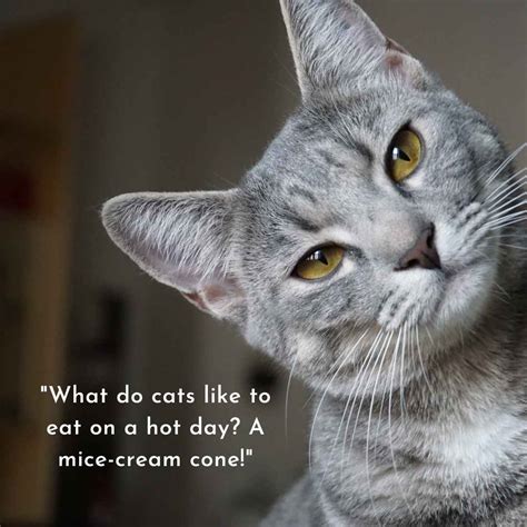 100 Funniest Cat Jokes For You - Gluwee