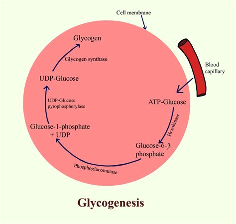 Conversion Of Glycogen To Glucose Is Called