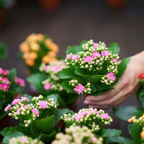 30 flores naranjas perfectas para regalar o aportar un toque de calma ...