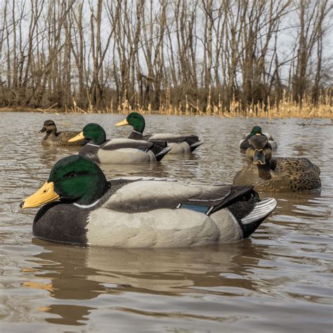Where Do Ducks Live: Exploring Their Preferred Habitats – Dive Bomb ...