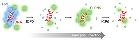 Schlafens Can Put Viruses to Sleep