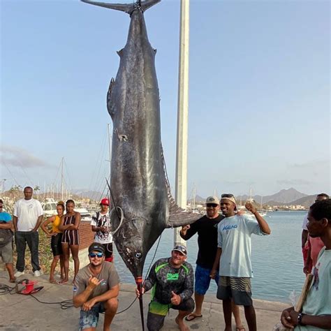 Biggest Blue Marlin World Record