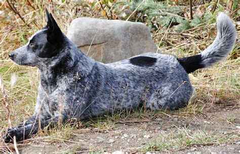 Grey Dog Breeds - Dog Training Home | Dog Types | Blue heeler dogs, Dog ...
