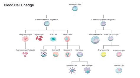 Image result for Lymphocyte Lineage