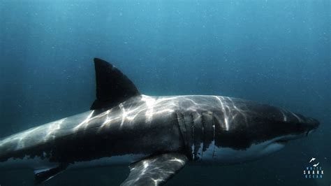 Do Great White Sharks Sleep? - White Shark Ocean