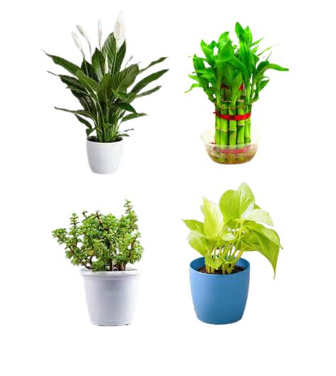 Good luck and prosperity plants pack — Plan A Plant