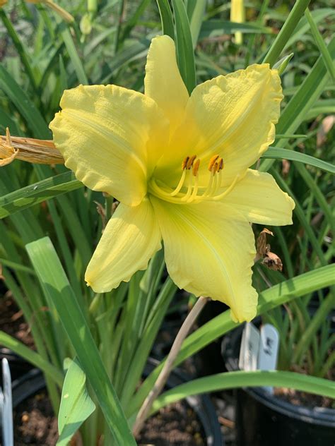 The Hanover Plant Farm Nursery and Garden Center – Hanover Vegetable Farm