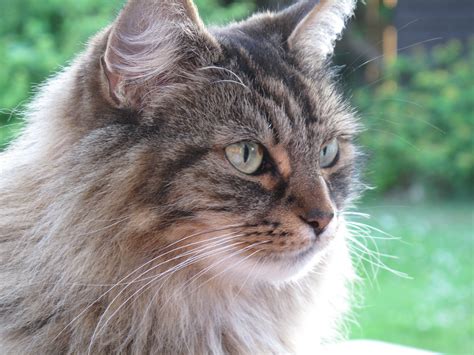 Free Images : nature, animal, cute, pet, fur, portrait, fluffy, feline ...