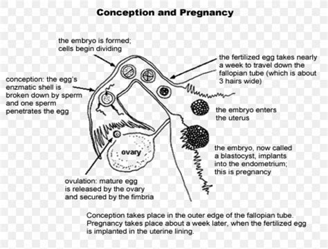 Image result for Female Reproductive System Diagram Fertilization