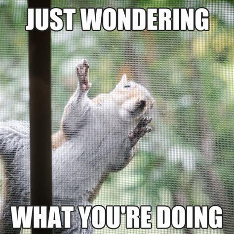 12 Funny Squirrel Memes to Make You Smile