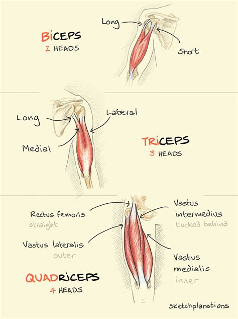 Biceps Triceps And Quadriceps - RETOEDU