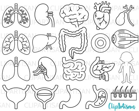 Body Organs Clipart Digital Clip Art Human Body PNG SVG Instant ...
