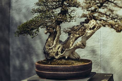 Bonsai: A Look Sideways — National Bonsai Foundation
