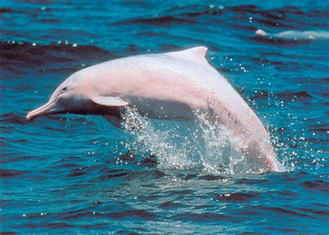 为什么说中华白海豚是大海里的“门神”？_百科TA说
