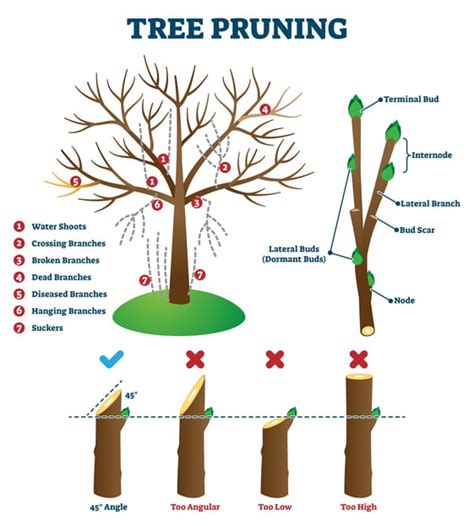 Apple Tree Pruning Guide 的图像结果