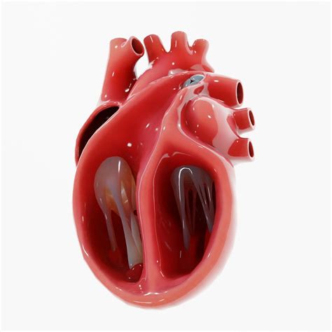 Human Heart Section 3D model | CGTrader