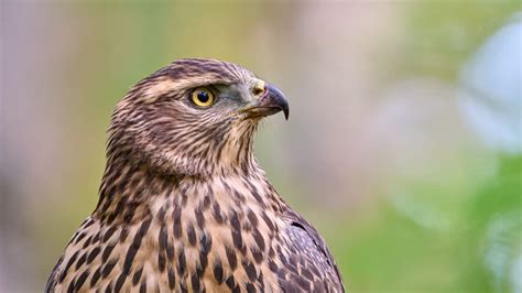 Wallpaper hawk, bird, beak, feathers, blur hd, picture, image