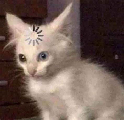 cat 0.5 meme