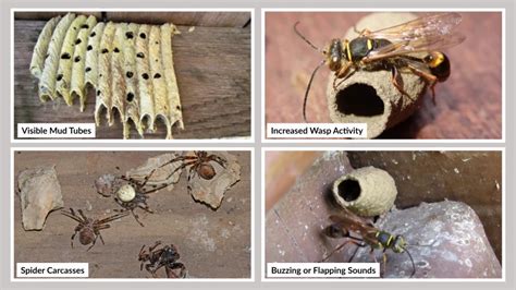How to Get Rid of Dirt Daubers: Simple Steps for Safe Nest Removal