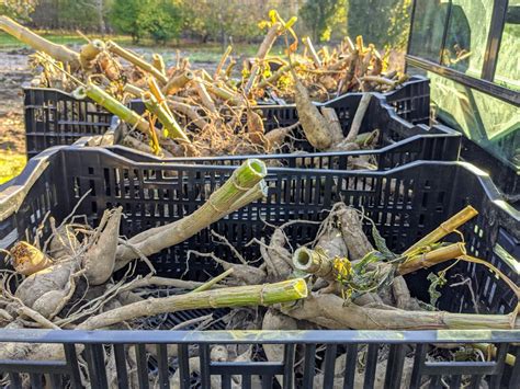 Digging Up and Storing Dahlia Tubers for Winter - The Martha Stewart Blog