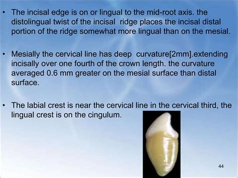 MANDIBULAR CENTRAL AND LATERAL INCISOR.ppt