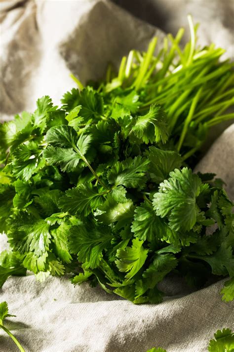 Cilantro Good For Cats at Matilda Chomley blog