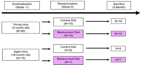 Blackcurrant Supplementation Improves Trabecular Bone Mass in Young but ...