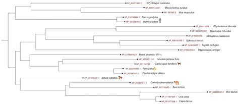 Interactions between Humans and Dogs during the COVID-19 Pandemic ...