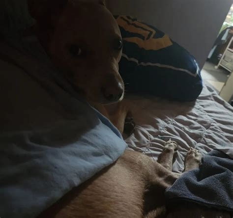 Exploding Puppy 的图像结果