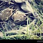 Image result for White Fluffy Baby Bunnies