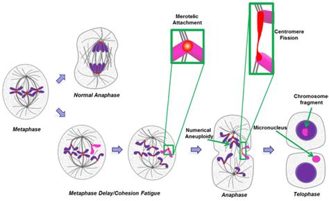 Biology | Special Issue : Mechanisms of Mitotic Chromosome Segregation