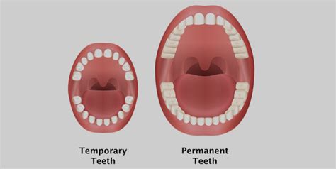 Know About The Importance And Functions Of Milk Teeth From A Dentist ...