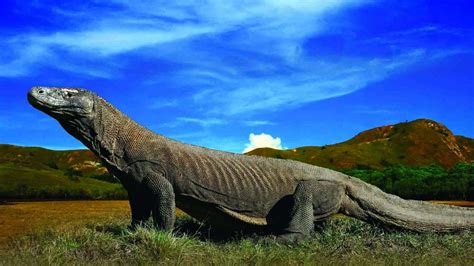 Download A Komodo Dragon Lurking in the Tropical Forest | Wallpapers.com