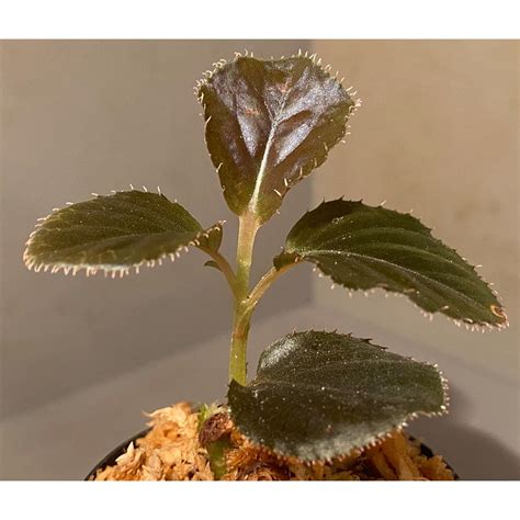 Ardisia sp. "Black Leaf" from Vietnam? | M・R・G・R