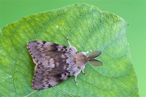 Image result for Gypsy Moth Control