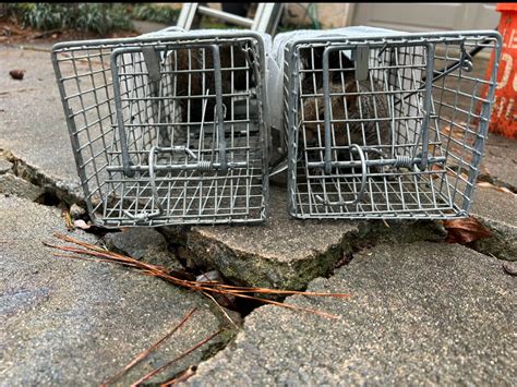 Image result for Squirrel Control