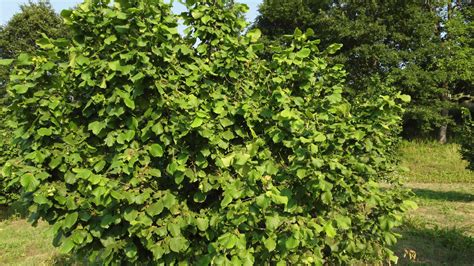 Image result for Hazelnut Tree Top View