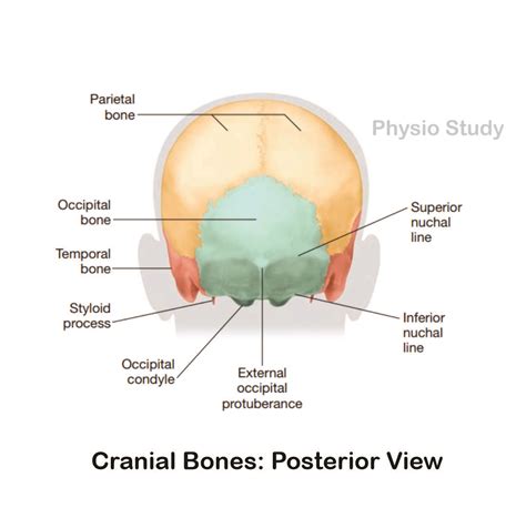 External Occipital Protuberance Superior Nuchal Line