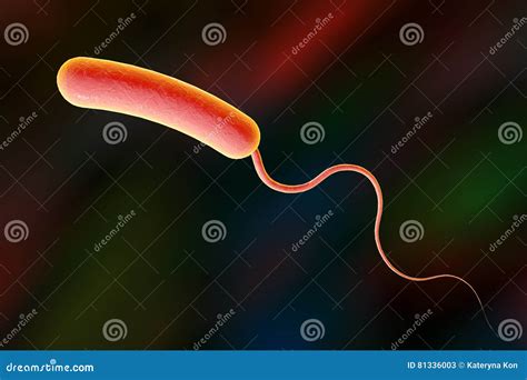 Bactéria Dos Cholerae Do Vibrio Ilustração Stock - Ilustração de bacilo, patologia: 81336003