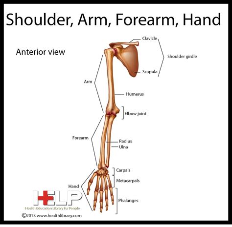 Shoulder, Arm, Forearm, Hand | Upper limb anatomy, Body systems, Health ...