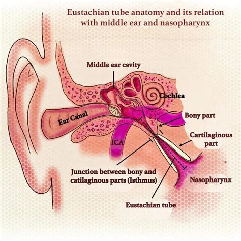 Eustachian Tube Muscles