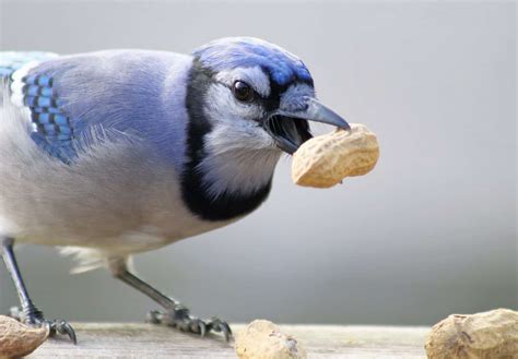 Can Birds Eat Peanuts? This Nutty Treat Is a Great Choice!