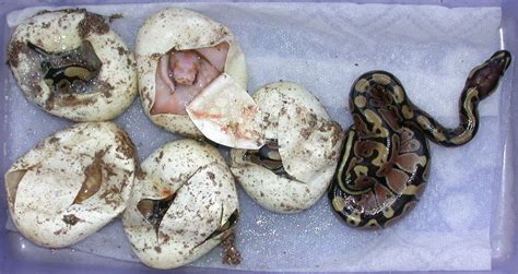 Albino Ball Pythons