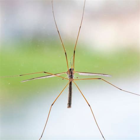 Are Daddy Long Legs Spiders Dangerous To Dogs