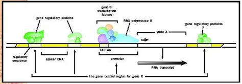 Image result for Locus Control Region Gene Expression
