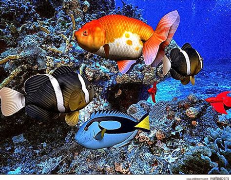 Free Computer Screensaver 的图像结果