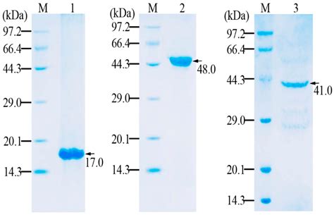 Efficient Biosynthesis of Ectoine in Recombinant Escherichia coli by ...