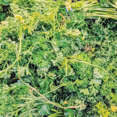 Parsley Companion Plants – What to Grow with Parsley - Bunny's Garden