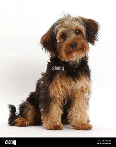 Yorkipoo