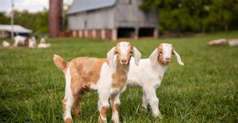 Small Farm Animals 的图像结果